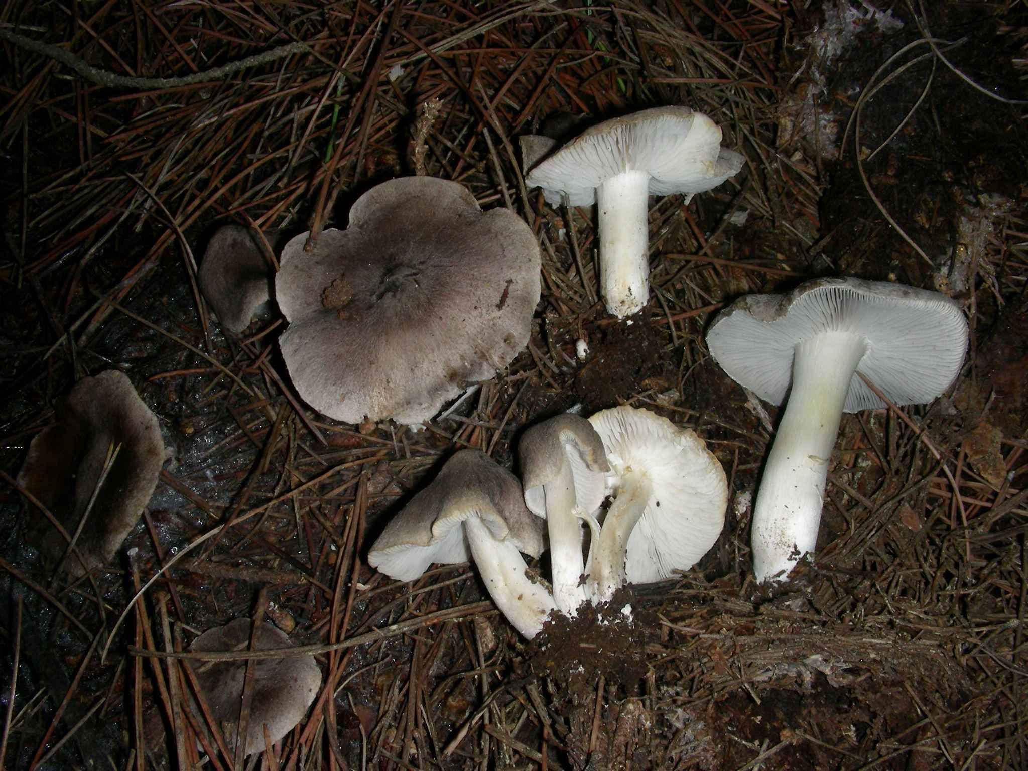 1853 Dicembre vecchio ritrovamento